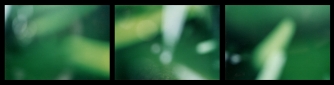 palm, multiple photoimage, 20 mal 60 cm